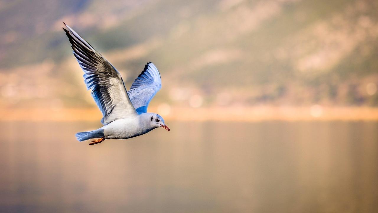 ein fliegender Vogel