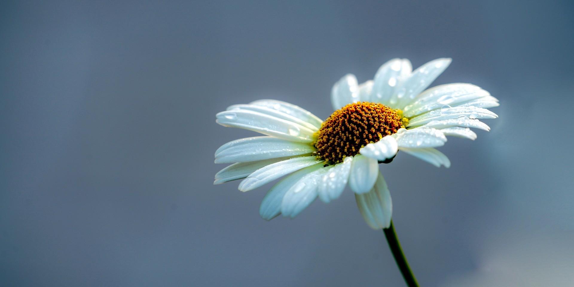 Blume mit blauem Himmel