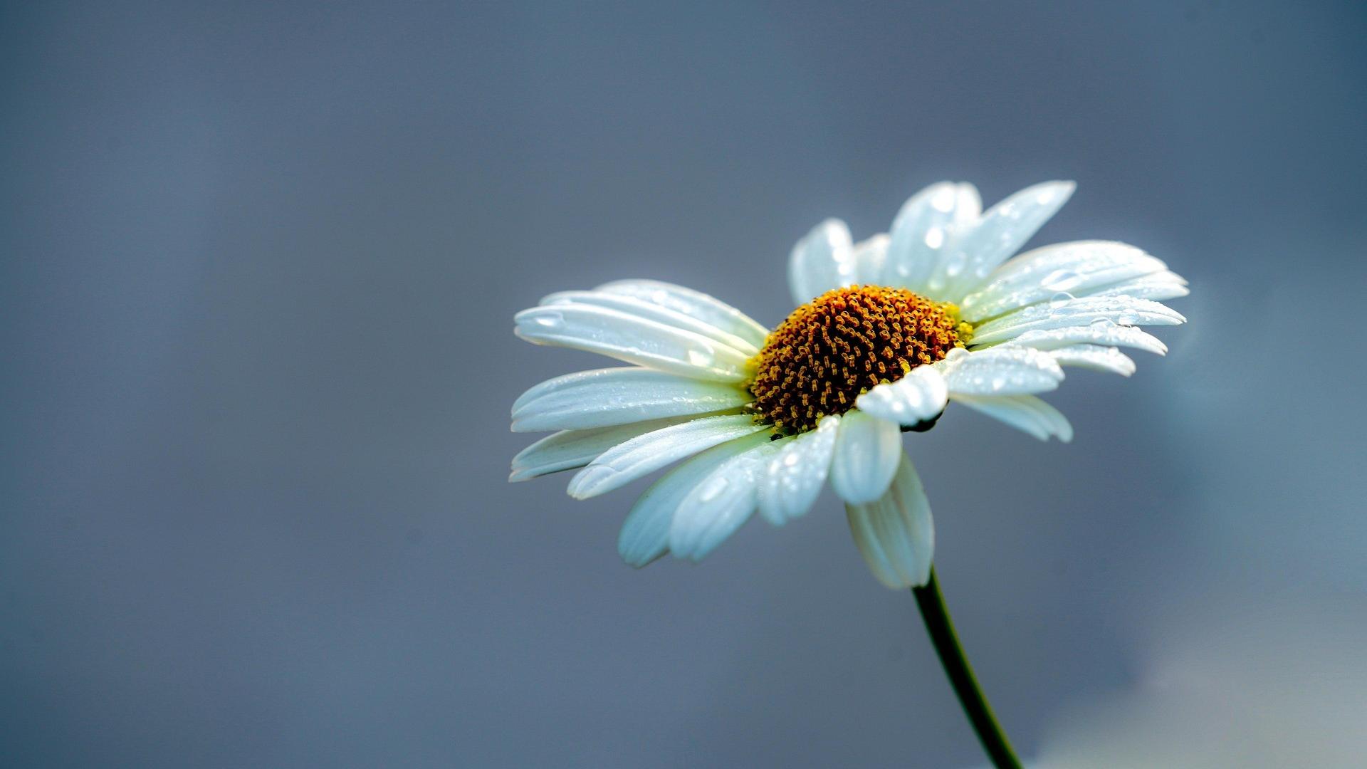 Blume mit blauem Himmel